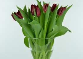 Tulipa Pallada (1)