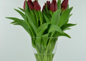 Tulipa Pallada (2)
