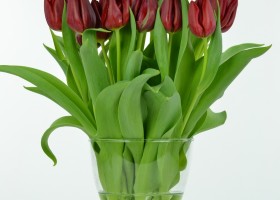 Tulipa Pallada (3)