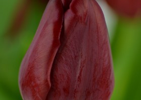 Tulipa Pallada (4)