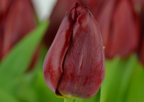 Tulipa Pallada (5)