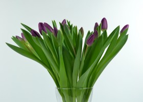 Tulipa Panter (1)