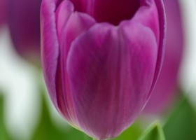 Tulipa Panter (5)