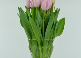 Tulipa Pink Diamond (1)
