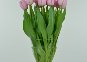 Tulipa Pink Diamond (2)