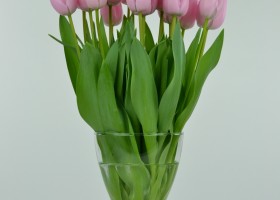 Tulipa Pink Diamond (3)