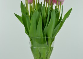 Tulipa Pink Diamond (4)