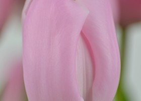 Tulipa Pink Diamond (5)