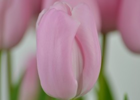 Tulipa Pink Diamond (6)