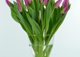 Tulipa Pink Flag (1)