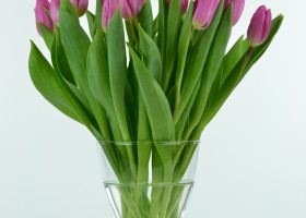 Tulipa Pink Flag (2)
