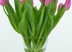 Tulipa Pink Flag (3)