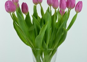 Tulipa Pink Flag (4)