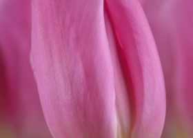 Tulipa Pink Flag (5)