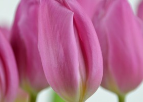 Tulipa Pink Flag (6)