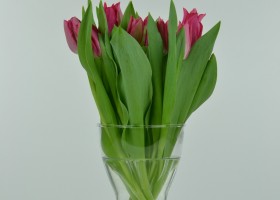 Tulipa Pretty Lady (1)