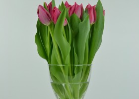 Tulipa Pretty Lady (2)