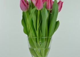 Tulipa Pretty Lady (3)