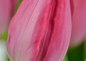 Tulipa Pretty Lady (4)