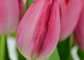Tulipa Pretty Lady (5)