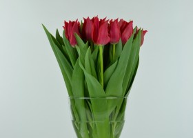 Tulipa Pretty Woman (1)