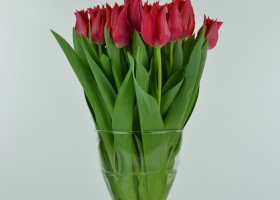 Tulipa Pretty Woman (2)