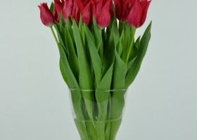 Tulipa Pretty Woman (3)