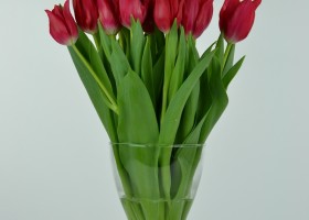 Tulipa Pretty Woman (4)