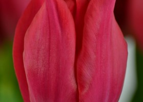 Tulipa Pretty Woman (5)