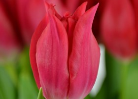 Tulipa Pretty Woman (6)