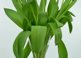 Tulipa Red Impression (1)