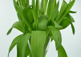 Tulipa Red Impression (2)