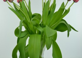 Tulipa Red Impression (3)