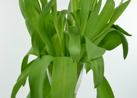 Tulipa Red Impression (4)