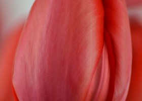 Tulipa Red Impression (5)