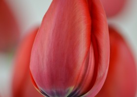 Tulipa Red Impression (6)