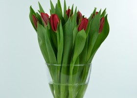 Tulipa Red Label (1)