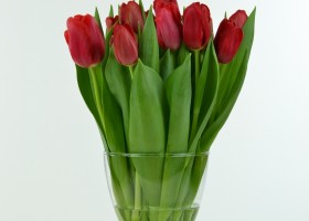 Tulipa Red Label (2)