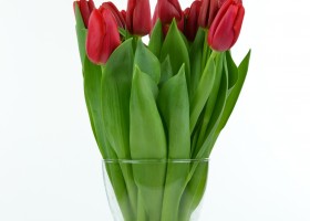Tulipa Red Label (3)