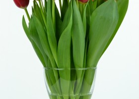 Tulipa Red Label (4)