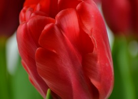 Tulipa Red Label (5)