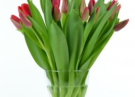 Tulipa Red Light (1)