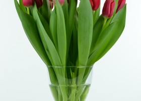 Tulipa Red Light (2)