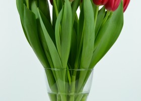 Tulipa Red Light (3)