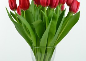 Tulipa Red Light (4)