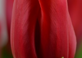 Tulipa Red Light (5)