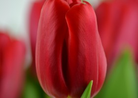 Tulipa Red Light (6)