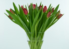 Tulipa Red Mark (1)
