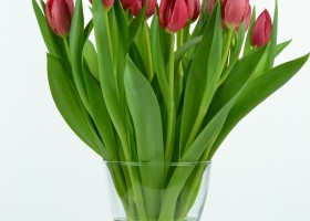 Tulipa Red Mark (2)