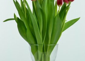 Tulipa Red Mark (3)